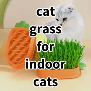 Top 5 Best-selling cat grass for indoor cats