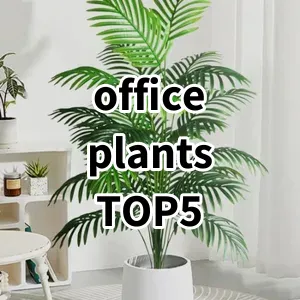 Top 5 Best-selling office plants