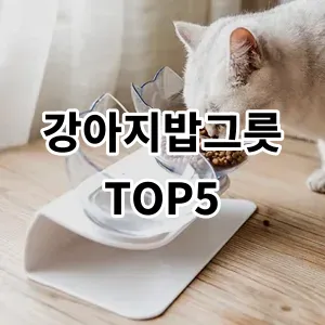 2024 강아지밥그릇 추천 Top5