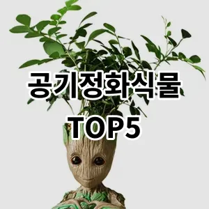 2024 공기정화식물 추천 Top5