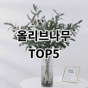 2024 올리브나무 추천 Top5