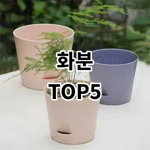 2024 화분 추천 Top5