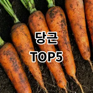 2024 당근 추천 Top5