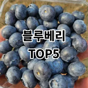 2024 블루베리 추천 Top5