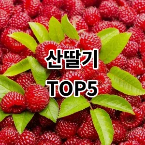 2024 산딸기 추천 Top5