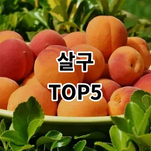 2024 살구 추천 Top5